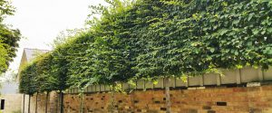 Trees for screening