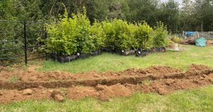 Ready to plant instant native hedge