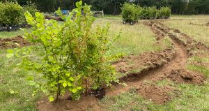 Delivered and planted Instant native hedging
