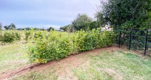 Planting Instant native hedging