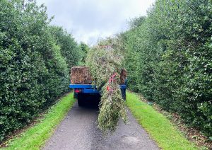 Large trees on their way
