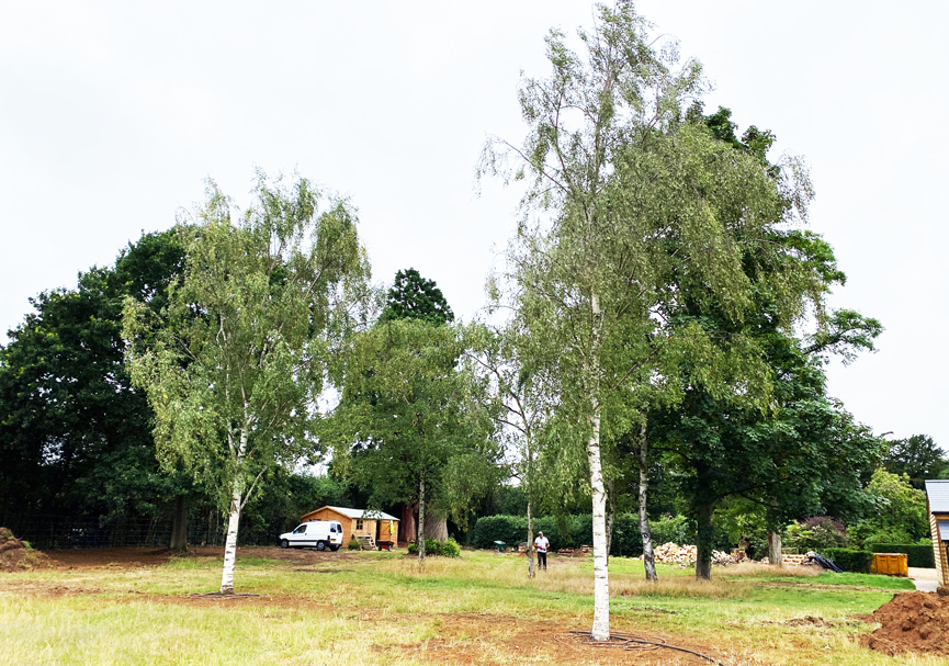 Planted 13 metre mature birch trees