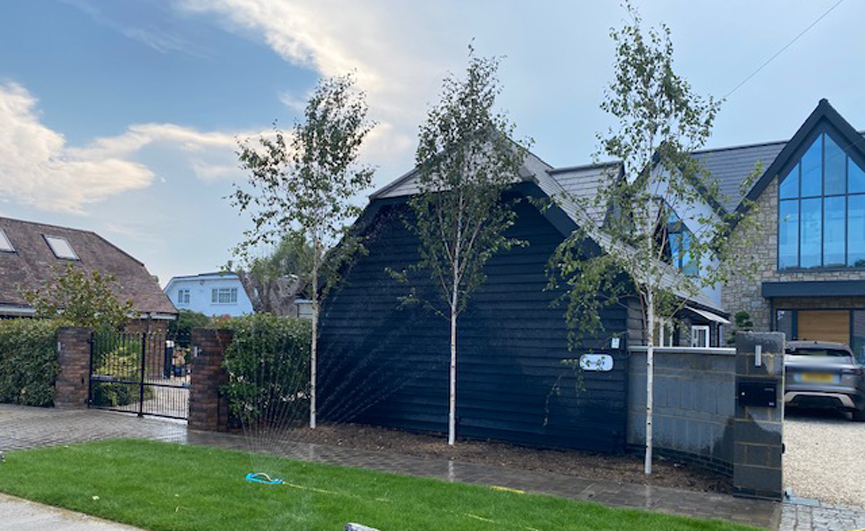 Broxbourne Riverside Pleached Trees Screening