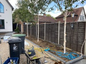 Betula utilis jacquemontii continuing tree theme
