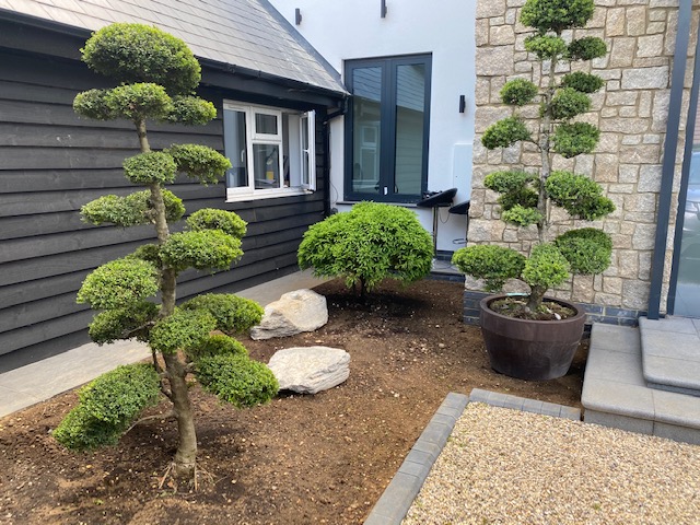 Ilex cloud trees and Japanese Cedar Bonsai