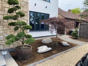 Ilex cloud trees and Acer pal. 'Inaba-shidare'