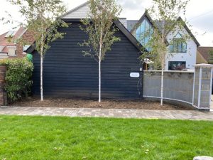 Mature birch trees for structure and established foliage