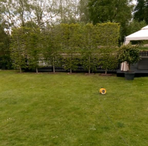 Hornbeam pleached screen completed