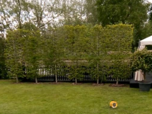 Natural screening from carpinus pleached trees