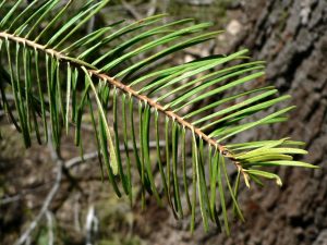 Abies concolor