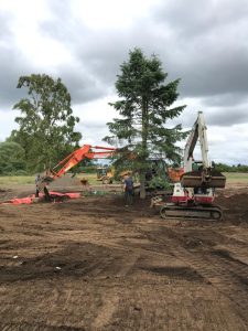 Trees for screening pylons