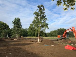 Large trees for screening pylons