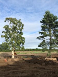 Screening pylons with large allgrowth trees