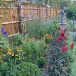 Perennials Farmhouse Garden Cambridgeshire