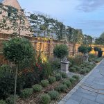 Pleached trees for screening Farmhouse Garden Cambridgeshire