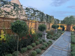 Pleached trees for screening Farmhouse Garden Cambridgeshire