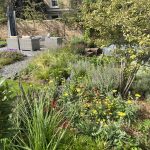 Herbaceous planting Farmhouse Garden Cambridgeshire