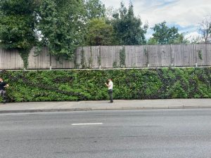 small shrubs for North Circular living wall