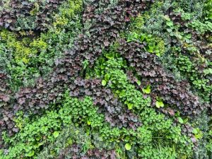 9cm plants for North Circular living wall