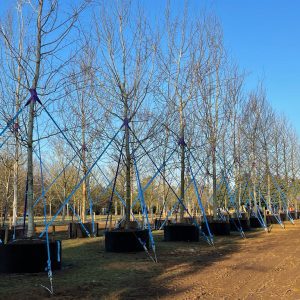 AirPot Trees allgrowth UK nursery
