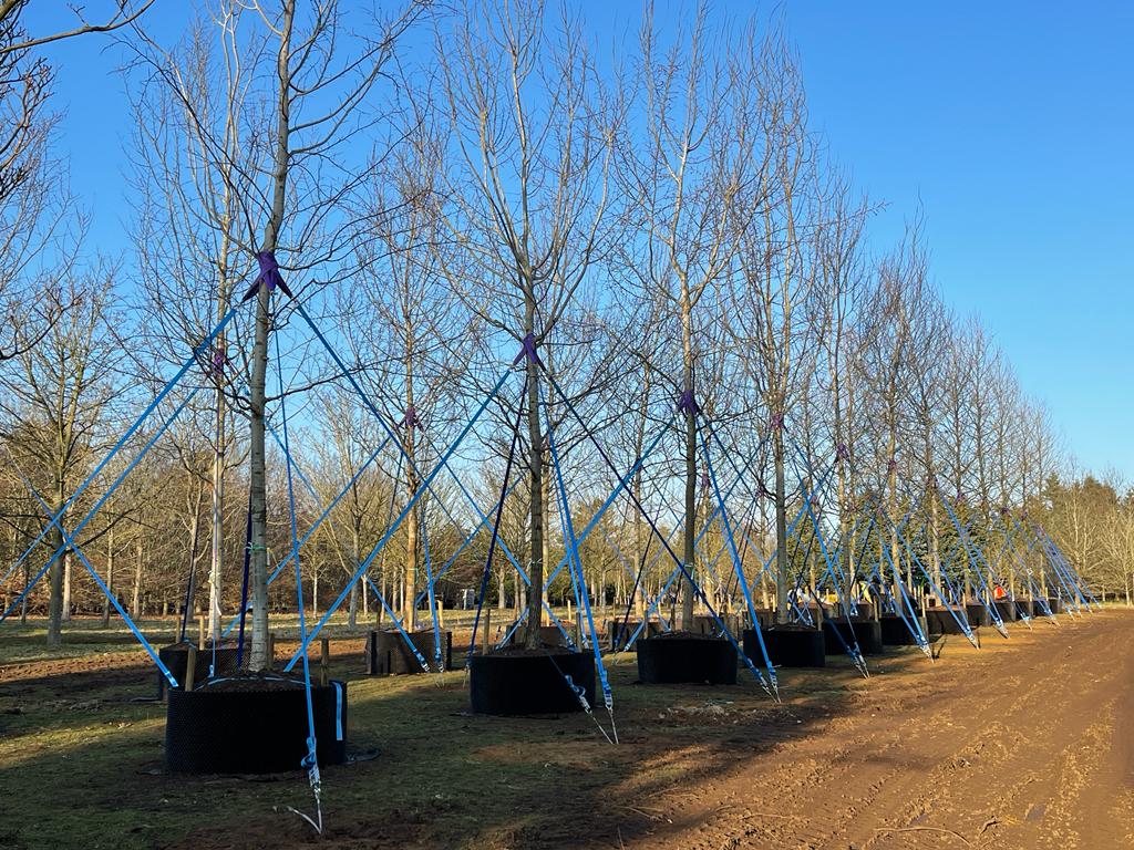 AirPot Trees allgrowth UK nursery