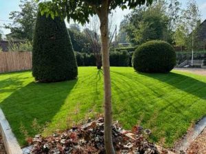 topiary and tree height contrast