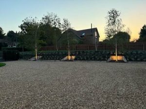 Birch and poplars and bank planting with clever lighting