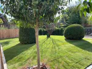 topiary and tree height contrast