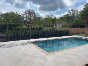 pleached tree pool screening