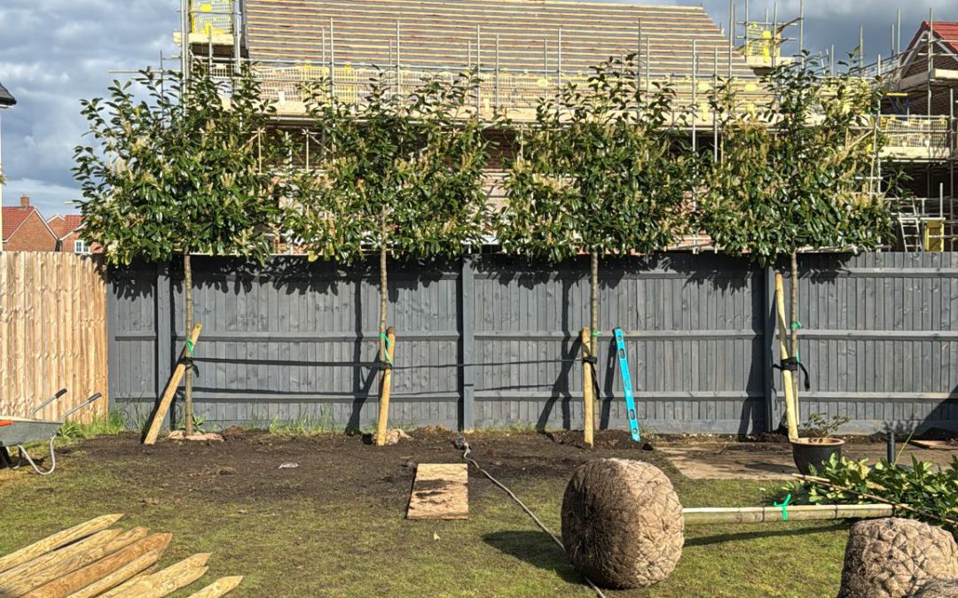 We need trees – where do we start?